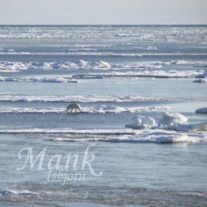 Mank - Isbjorn