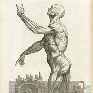 Mon0 - Multifidus