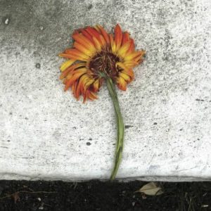 O Yuki Conjugate - The Euphoria of Disobedience