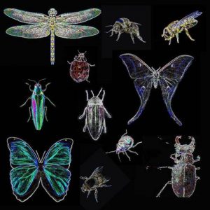 Soundician - Insects